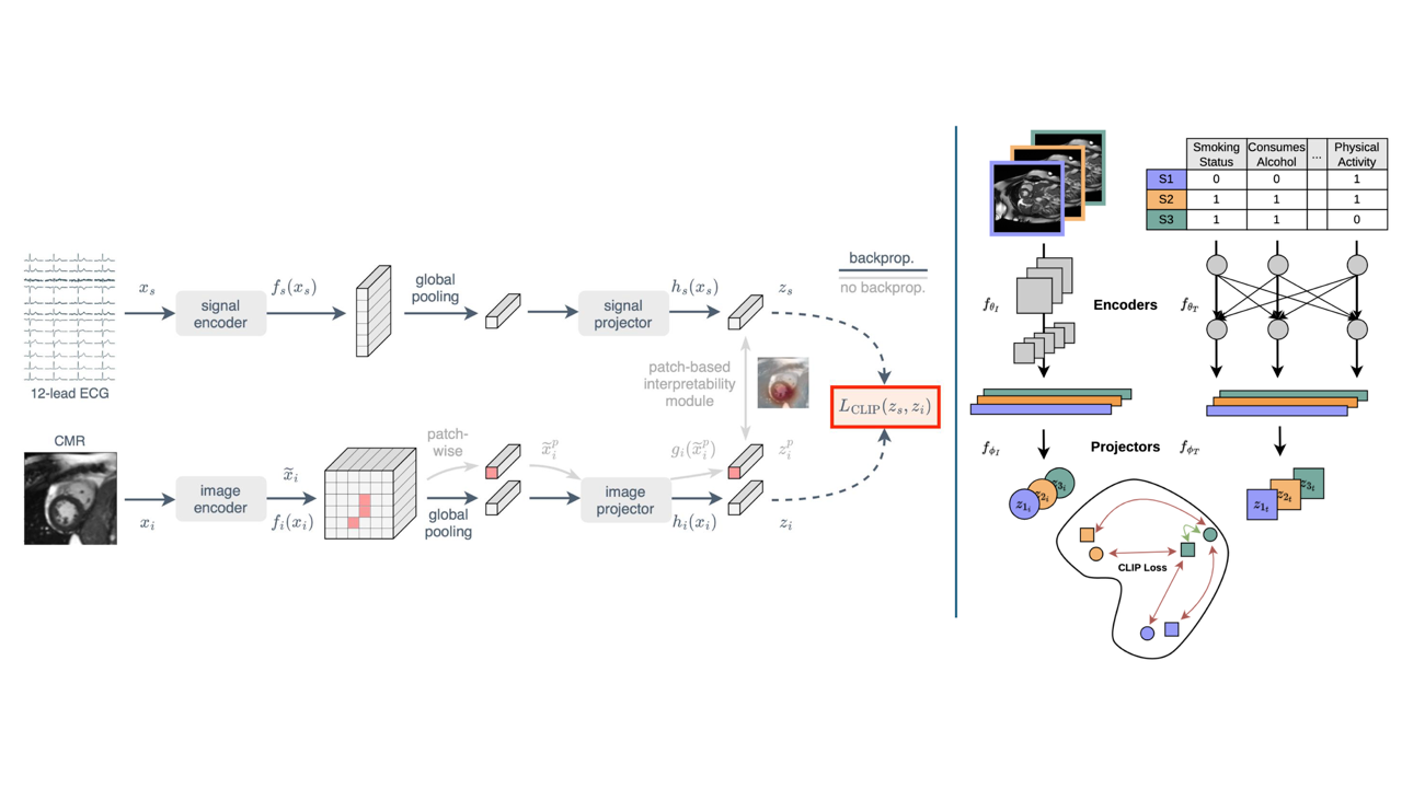© We are developing multi-modal AI algorithms that can incorporate multiple modalities and sources of information. For example, the methods shown here leverage ECG and tabular data alongside cardiac MRI to improve cardiovascular analysis. ©